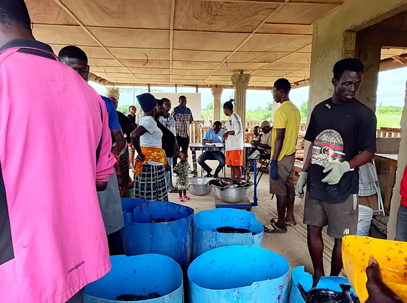Buyers collecting fresh fish on harvest day