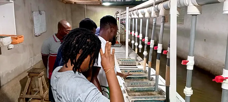 Fingerlings in hatchery trays
