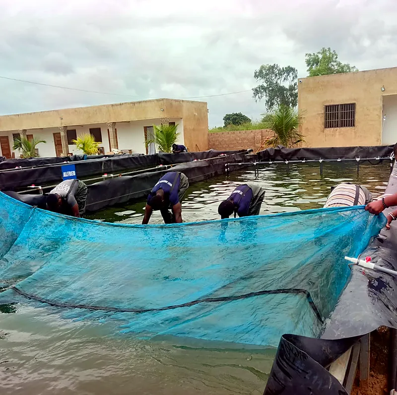 Staff netting fish in a lined tank