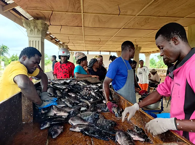 Workers sorting harvested tilapia