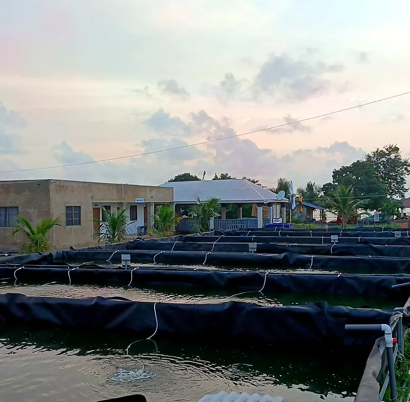 Rows of lined fish tanks at Best Anchor Farm at dusk
