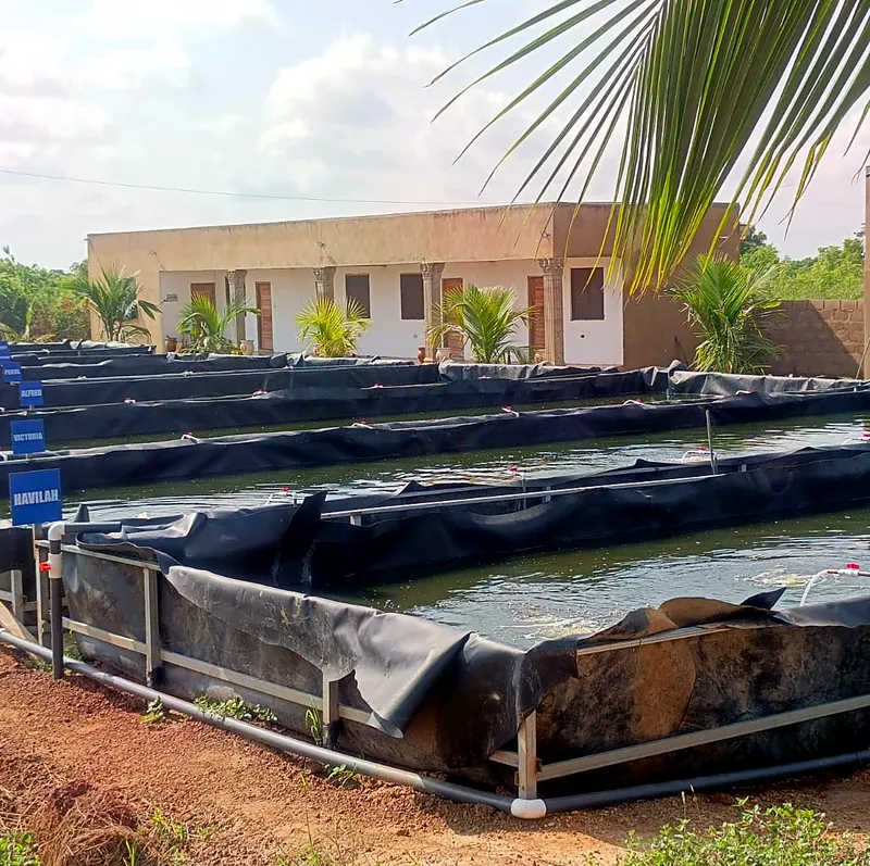 Lined grow-out tanks with administration buildings behind