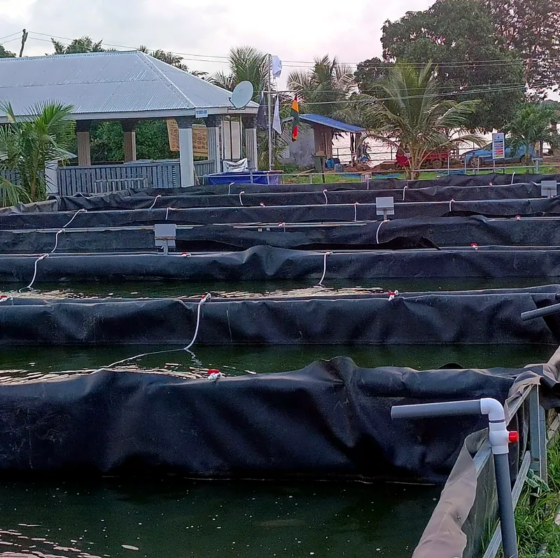 Lined grow-out tanks at the farm