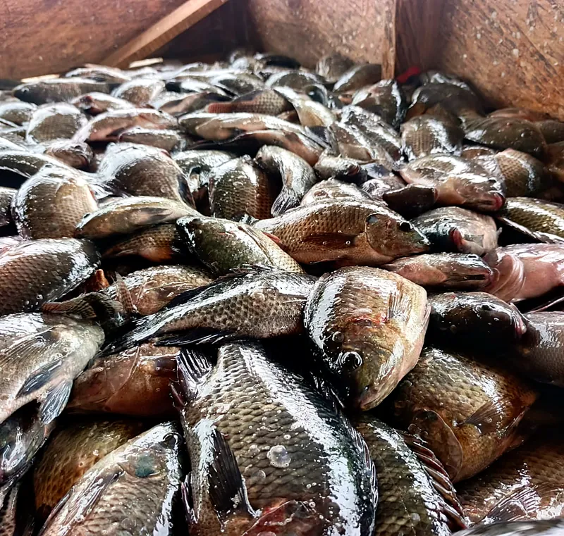 Close-up of freshly harvested tilapia