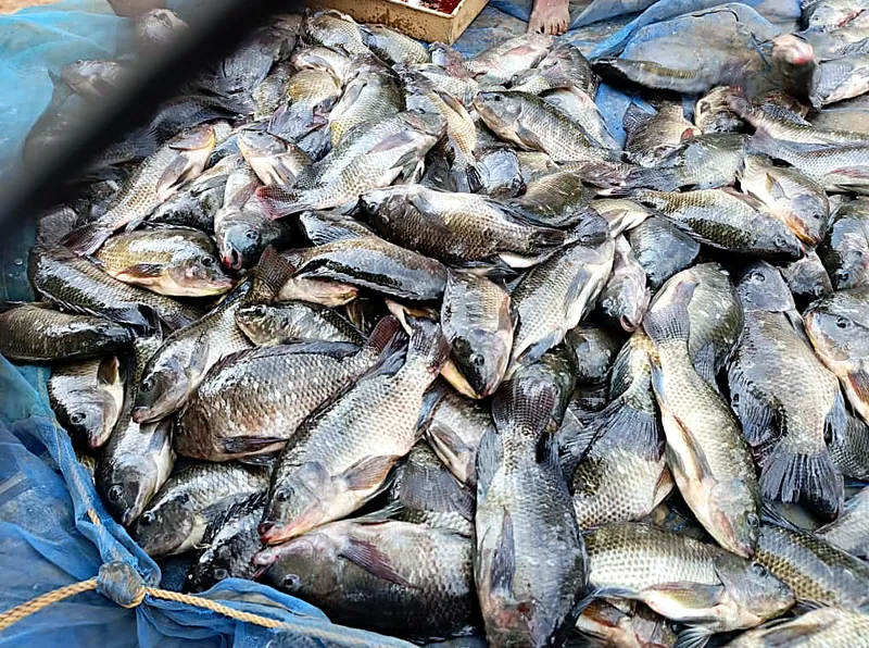 A pile of fresh tilapia at harvest